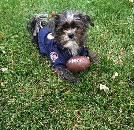 Chicago Bears NFL Premium Woven Dog Collar