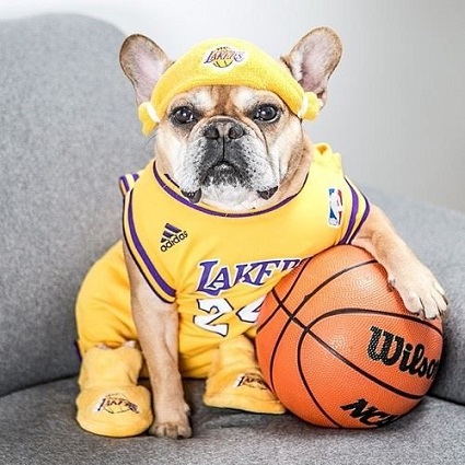 Los Angeles Lakers Dog Jersey, Dog Collar and Leashes