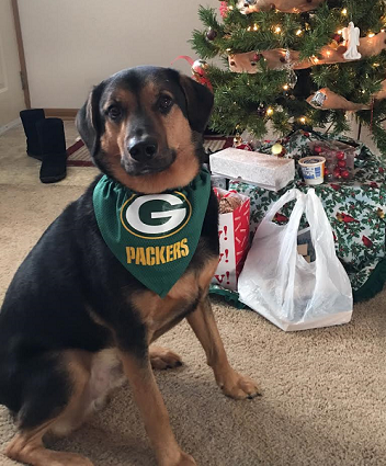green bay packers for dogs