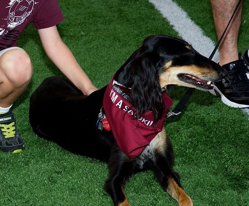 NEW SOUTHERN ILLINOIS SALUKIS DOG PET PREMIUM JERSEY w/NAMETAG ALL SIZE LICENSED 